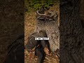 Localizações Secretas de Dinheiro no Red Dead Redemption 2 #rdr2
