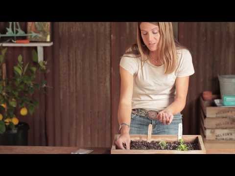 How to Grow Greens From Seed | Small Space Gardening with Emily Murphy