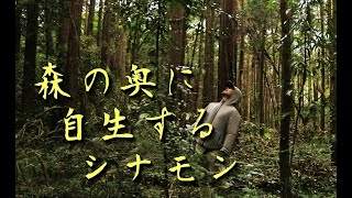 シンヤのワイルドライフ Instagram Com Shinya Outdoors Thewikihow