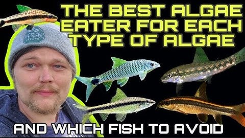 NOT ALL Algea Eaters Are Created Equal. The BEST Fish For Each Algae Type. SAE