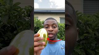 I Sent My Dog On A Golden Easter Egg Hunt CHALLENGE! 😂 #shorts