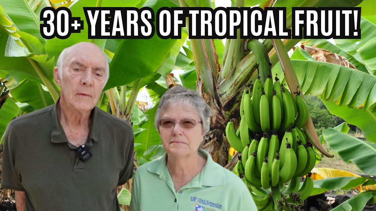 Rare Fruit Garden Tour in Florida | Ira Smith’s 30 Year Fruit Forest