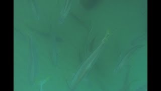 Epic land based kingfish school moreton bay