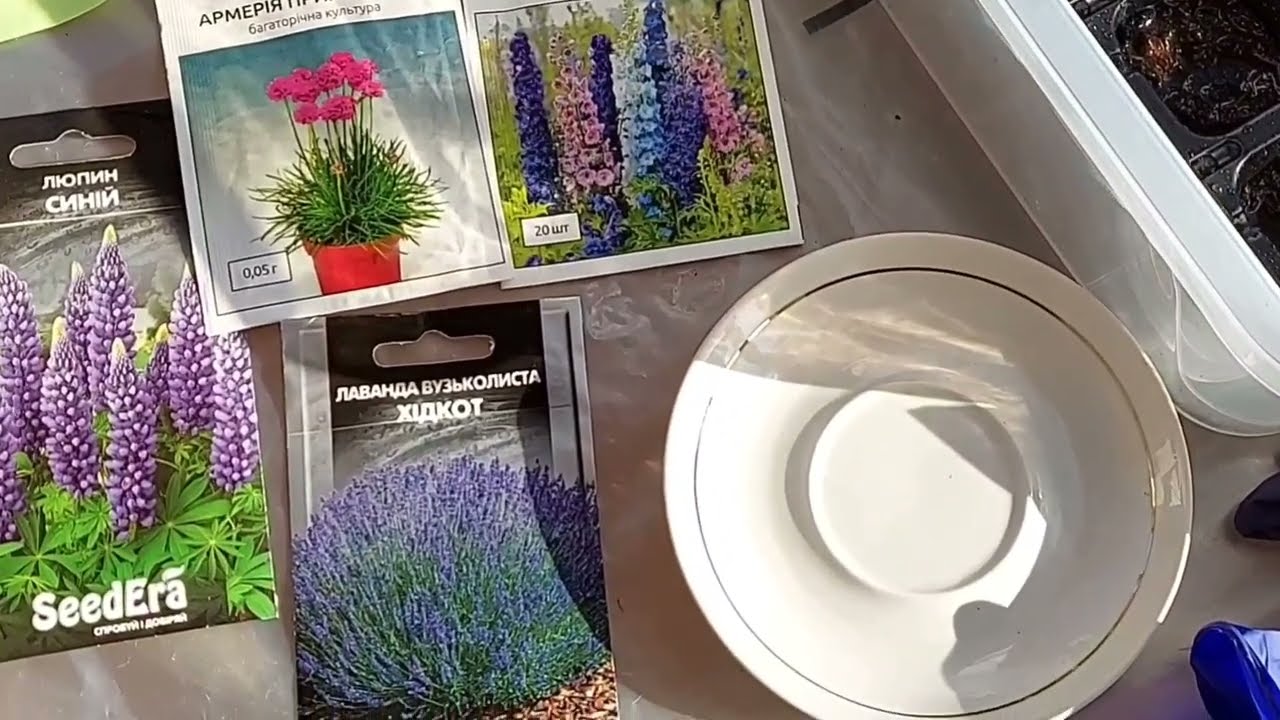 Армерія. Все про посів та вирощування🤗від А до Я