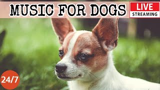 [LIVE] Dog MusicRelaxing Sleep Music for DogsSeparation anxiety reliefDog Calming Music23