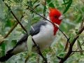 PAJAROS QUE HABITAN LA ZONA DEL RIO DE LA PLATA..wmv