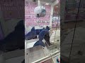 世界一凶悪なサメの生態研究をされているであろうお姉さんが、泣きそうになりながら帰っていくのをみて助けてあげることにしました#ゲームセンター #クレーンゲーム