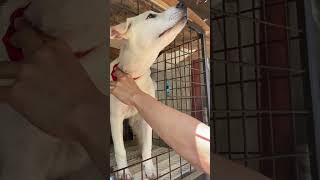 Curiosity almost got the dog. #dog ...