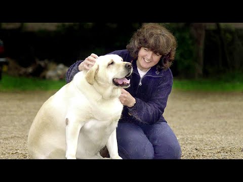 Video: Cómo prevenir la obesidad en mascotas