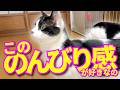 【ねこ動画】こののんびり感が好きなの。
