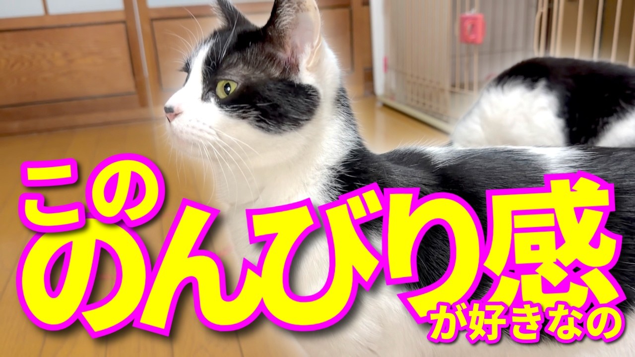 【ねこ動画】こののんびり感が好きなの。