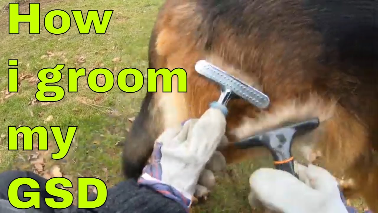 Grooming a German shepherd, How i groom my German shepherd Part 1 of 2
