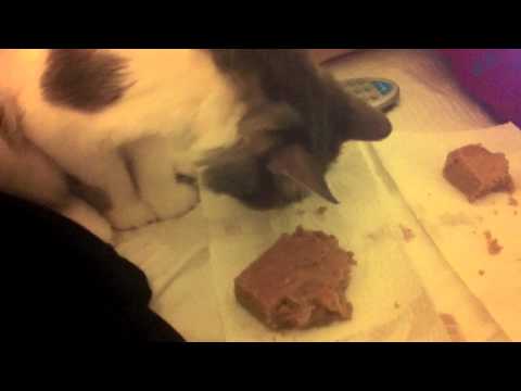 Cassie the Cat Enjoys Brownies