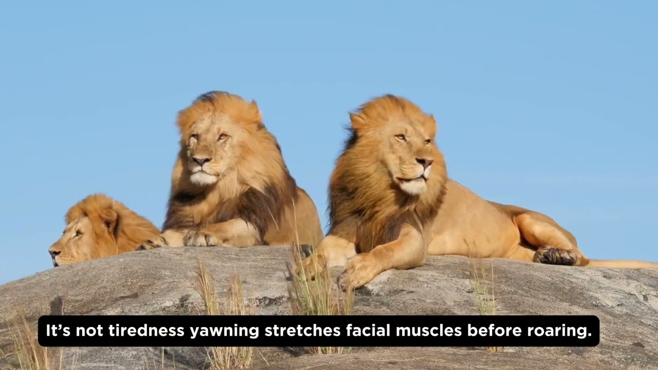 🦁 5 Wild Facts About Lions You Didn’t Know | WildMix