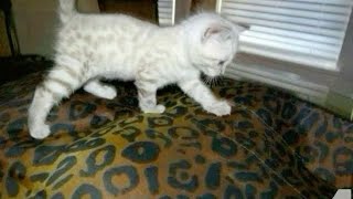 Nope Your Too Late I Already Died slowed