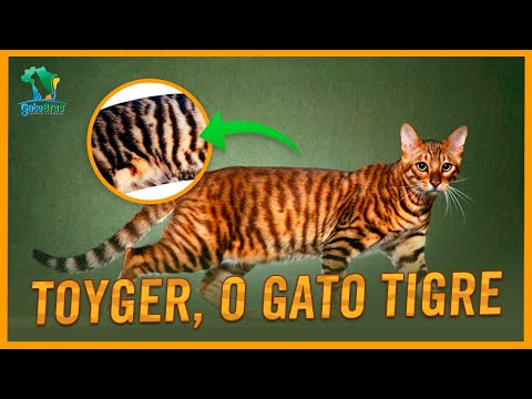 Vídeo: Gato Toyger: Foto, Descrição Da Raça, Recursos De Conteúdo, Comentários Do Proprietário