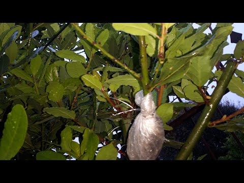 Vídeo: Como você propaga o louro saltado?