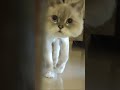 Bira After His Shave ЁЯШн Cat Funny Shorts Bira After His Shave ЁЯШн Cat Funny Shorts