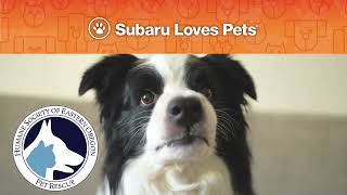 Roger Subaru of Hermiston: Subaru Loves Pets Month - Adopt and Save a Life (2024)