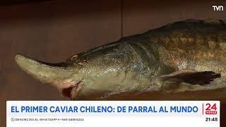 Caviar: El nuevo producto estrella de Parral | 24 Horas TVN - Red Maule