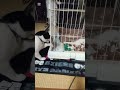 味見 #cat #子ネコ #cute #ねこ