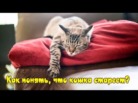 Как понять, что кошка стареет? How to understand that the cat is getting old?