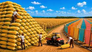 How Billions of Corn Husks Become Soft Scarves & Fabric Every Day | Full Factory Process screenshot 4