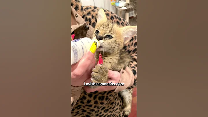 Watch the video about African serval bottle feeding!🥰 #kittens #kitten #cat #cats #lavishsavannahs #pets #fyp