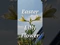 Easter Lilly Flower