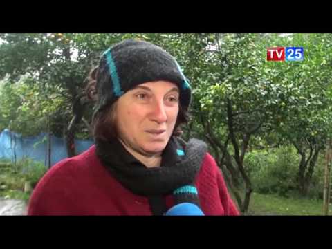 დასეტყვილი მანდარინი მუნიციპალიტეტებში