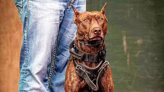 Amazing OBEDIENCE Donovan Pinscher Dog Breed  @83titan
