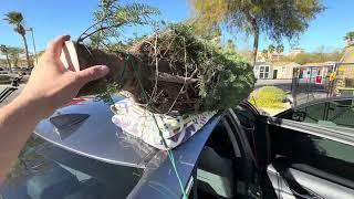 Tying down a Christmas Tree on my Honda Civic