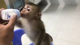 Su Su Monkey | susu Super naughty 2