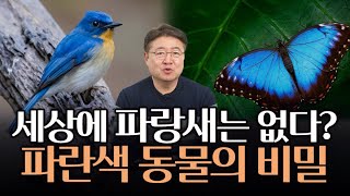 파랑새, 파란 나비는 파란 색소를 갖고 있지 않다?! 파란색으로 보일 수 있는 이유