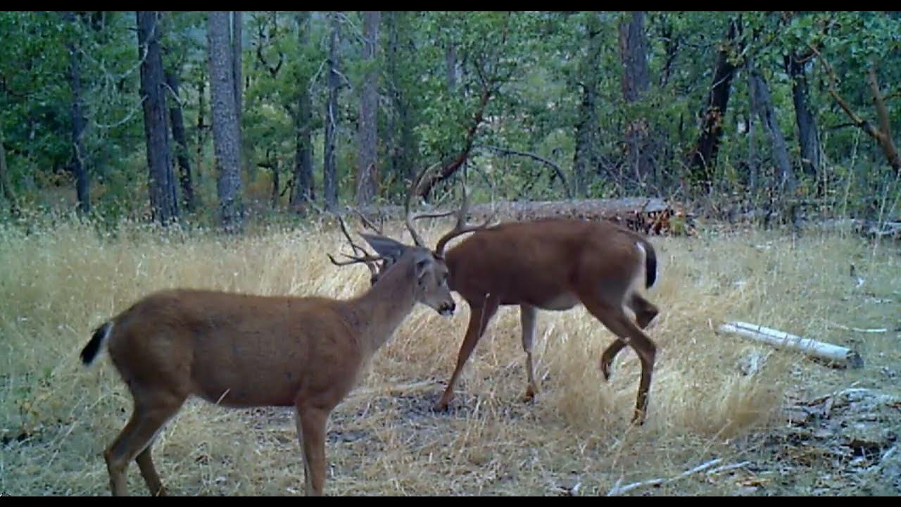 Frist of September Southern Oregon Blacktail Bucks!! YouTube