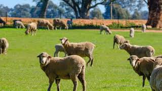 1623 Redlands Road   Corowa
