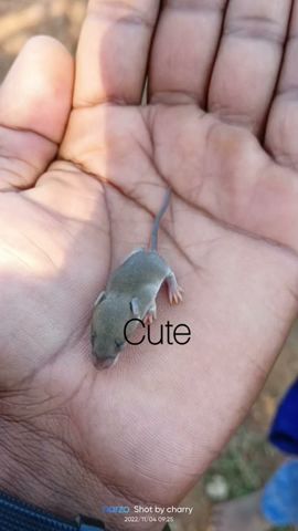 Cute baby mouse.chuha ka bachha