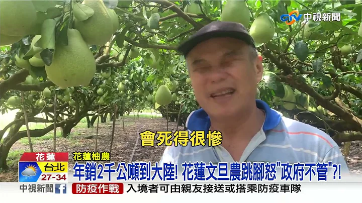 文旦也中! "禁銷大陸"柚農跳腳:代誌大條啊!│中視新聞 20220803 - 天天要聞