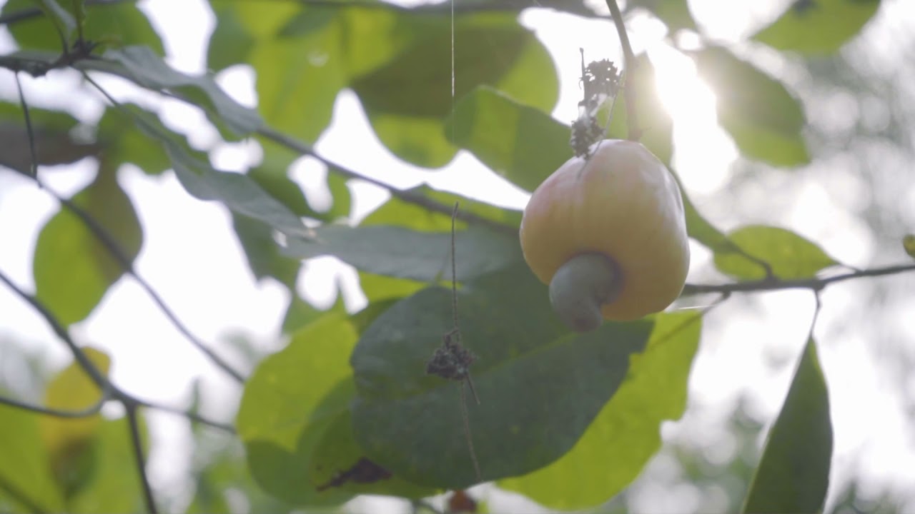 Indian Organic Cashew Farmers - A Glimpse I Achal Certified Organic Cashews I AchalOrg