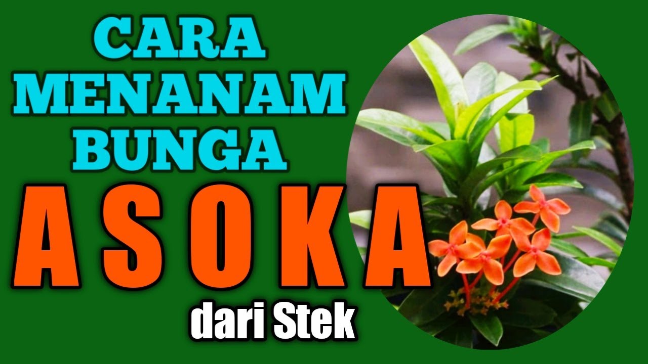 CARA MENANAM BUNGA ASOKA DARI STEK YouTube