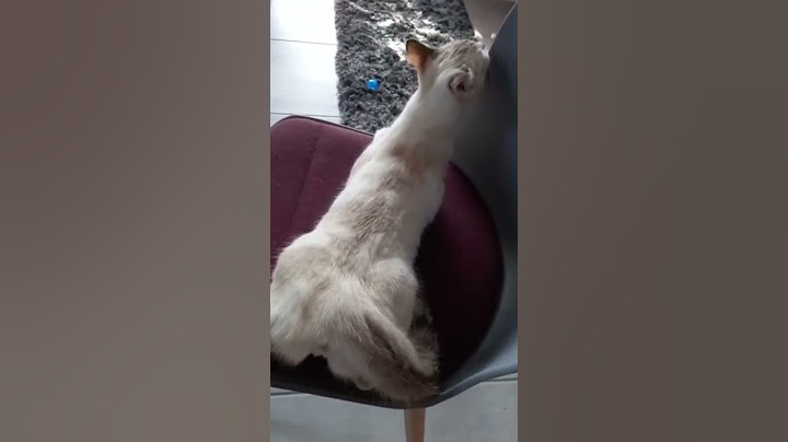 Chatte en chaleur #animals #naturelovers #chat #envie #sterilisation #saintvalentin #motive