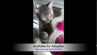 Frizbee by CARE - Cat Adoption & Rescue Efforts, Inc 56 views 4 years ago 10 seconds