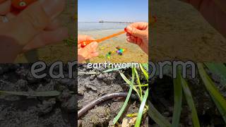 Learn Bug Insect Names for Babies Kids at the Lagoon: Dragonfly Earthworm Spider Grasshopper