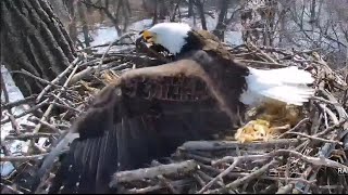 Decorah Eagles- DM2 Scares Off Squirrel Mom \& DM2 On Alert