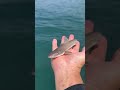 佐伯尚樹サメに遭遇‼️閲覧注意