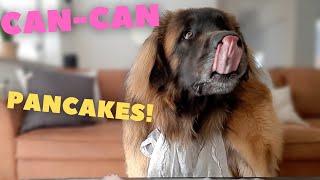 Leonberger dog does the Can Can with pancakes