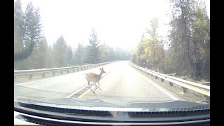 Deer Hit SMACK! at 60 MPH!! II Dash Cam (WARNING Graphic Content)