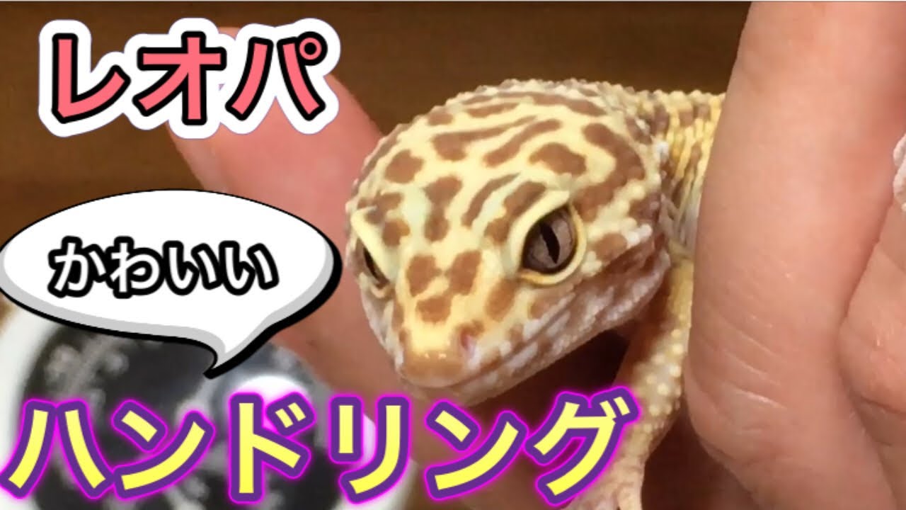 レオパの飼育 ハンドリングの仕方と注意点 初心者向け Youtube レオパの飼育 ハンドリングの仕方と注意点 初心者向け Youtube