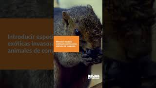 ESPECIES EXÓTICAS INVASORAS 3 PREVENCION MASCOTISMO VERTICAL LARGO