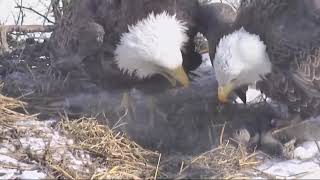 Decorah North Eagles DNF Squeeeing \& Mr Back With a Squirrel 3\/5\/19